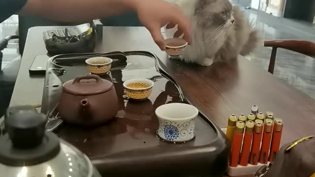 Does your cat drink tea