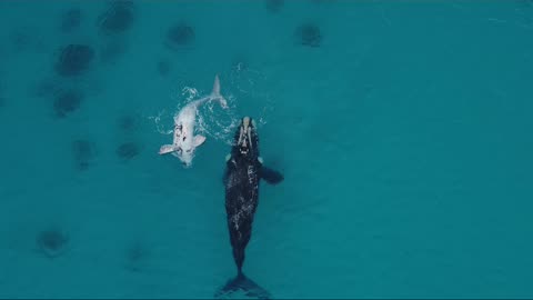 Southern Right Whale and little white Calf