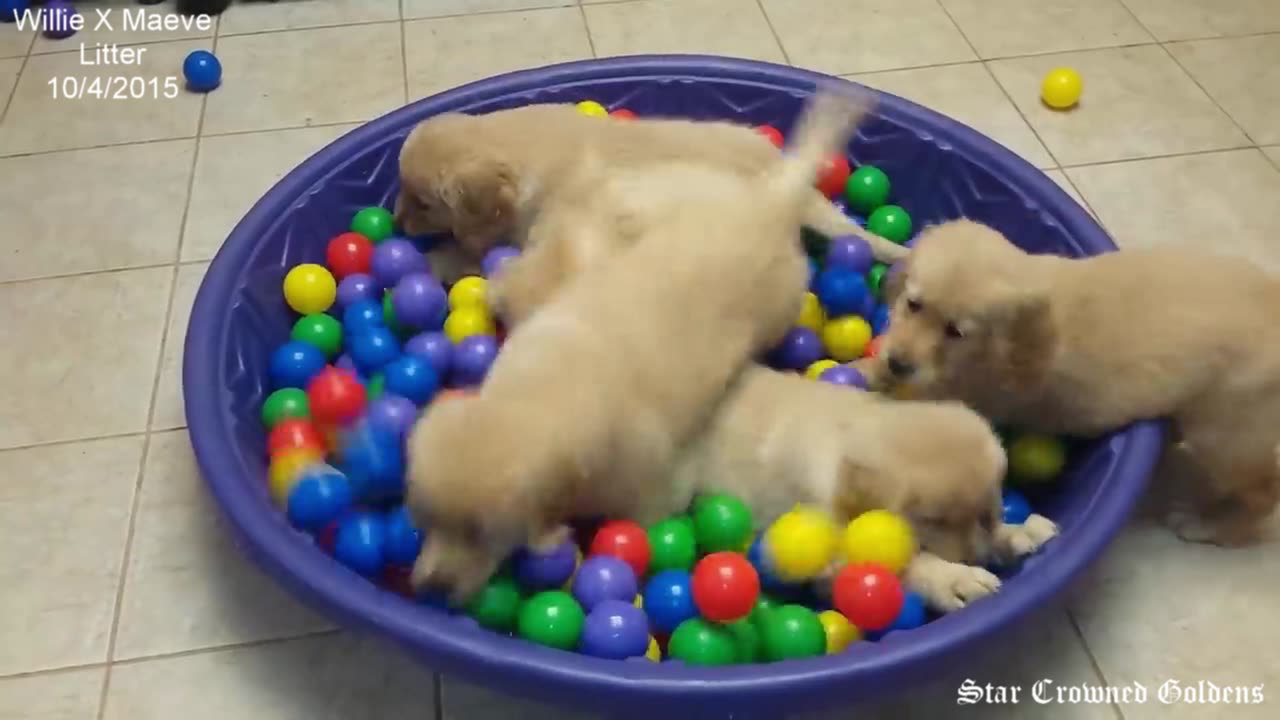 Star Crowned Willie x Maeve Golden Puppies Playing In The Ball Pool 10-4-2015