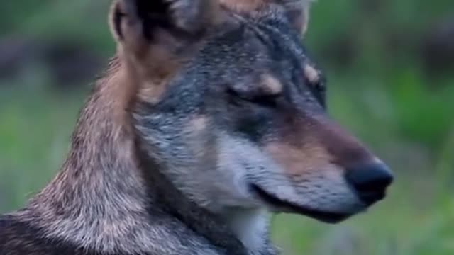 Is it a hound or a Wolf?