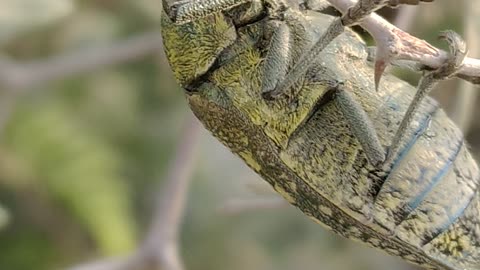 Macro Insect Video 4k