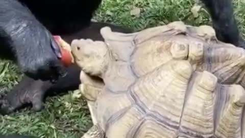 Monkey Feeding A Turtle Cute and Funny Animals