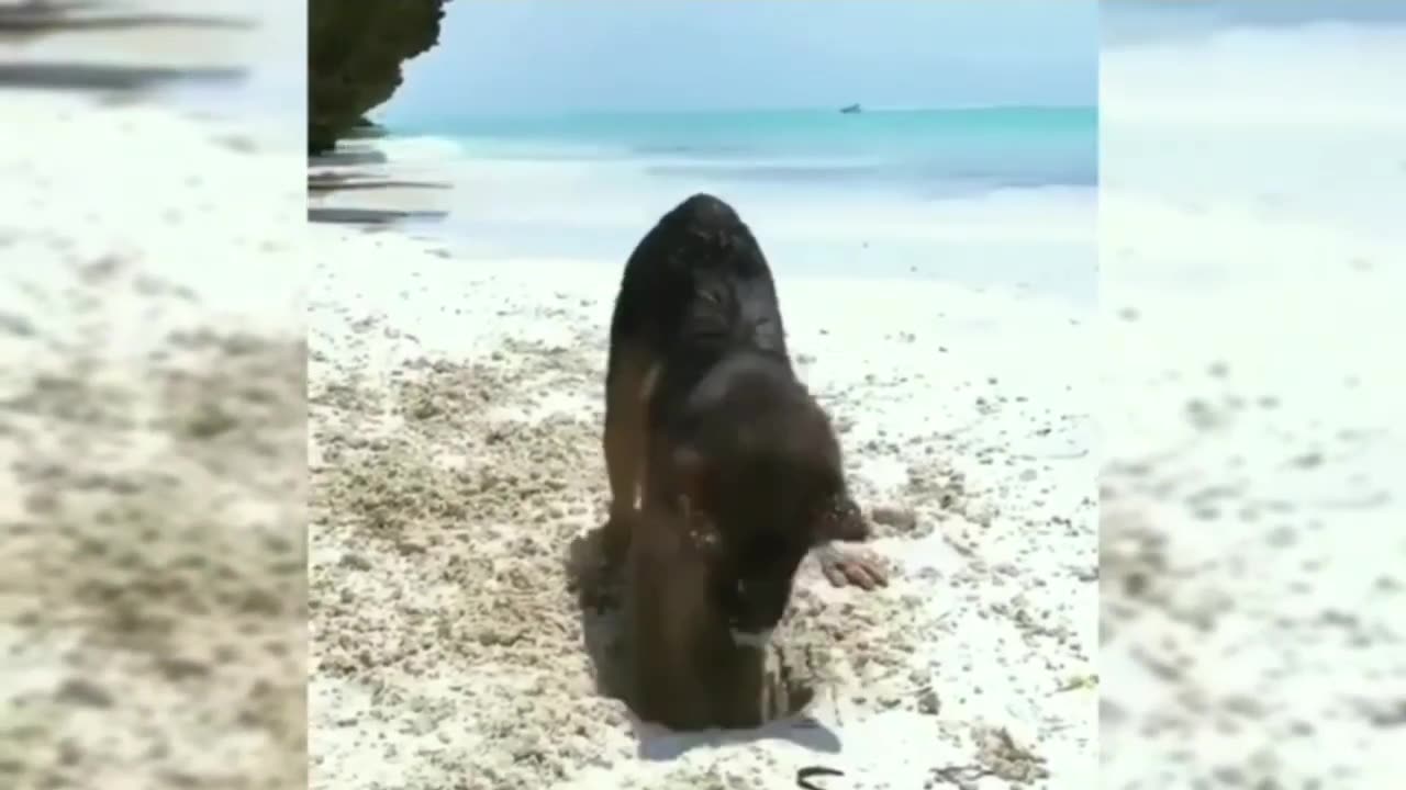 Funny Animals Videos,dogs and cats?Vines Baby