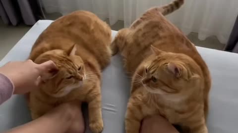 Cat Slippers