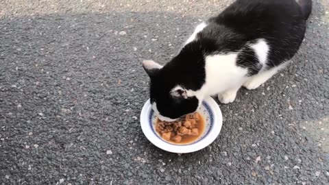 Beautiful cat videos