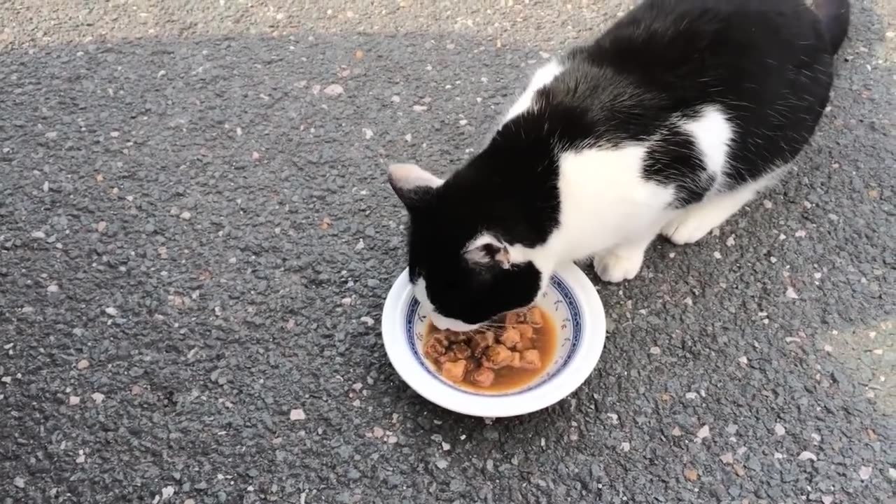 Beautiful cat videos