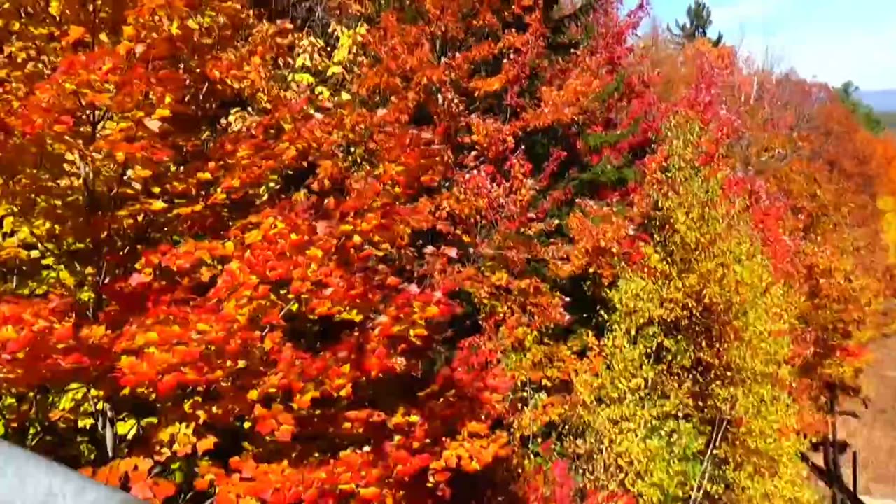 Fall Foliage