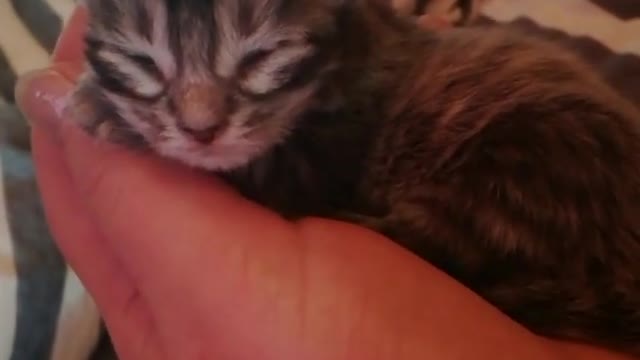 Few days old mainecoon kitten