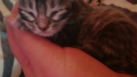 Few days old mainecoon kitten