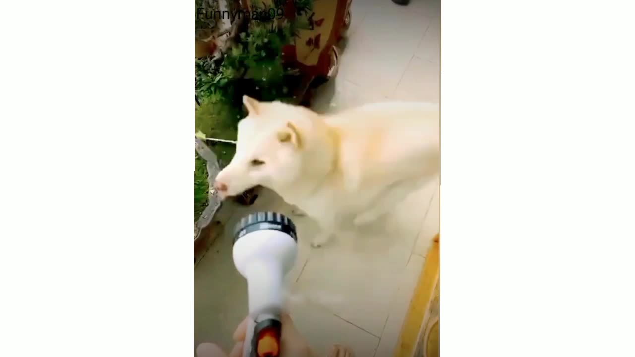 Dog Drink water 🐶😂