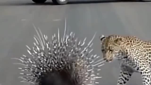 Leopard hunting porcupine_🙂