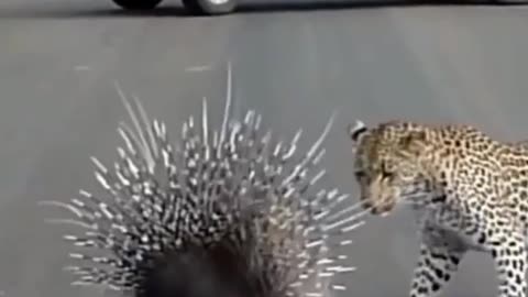 Leopard hunting porcupine_🙂