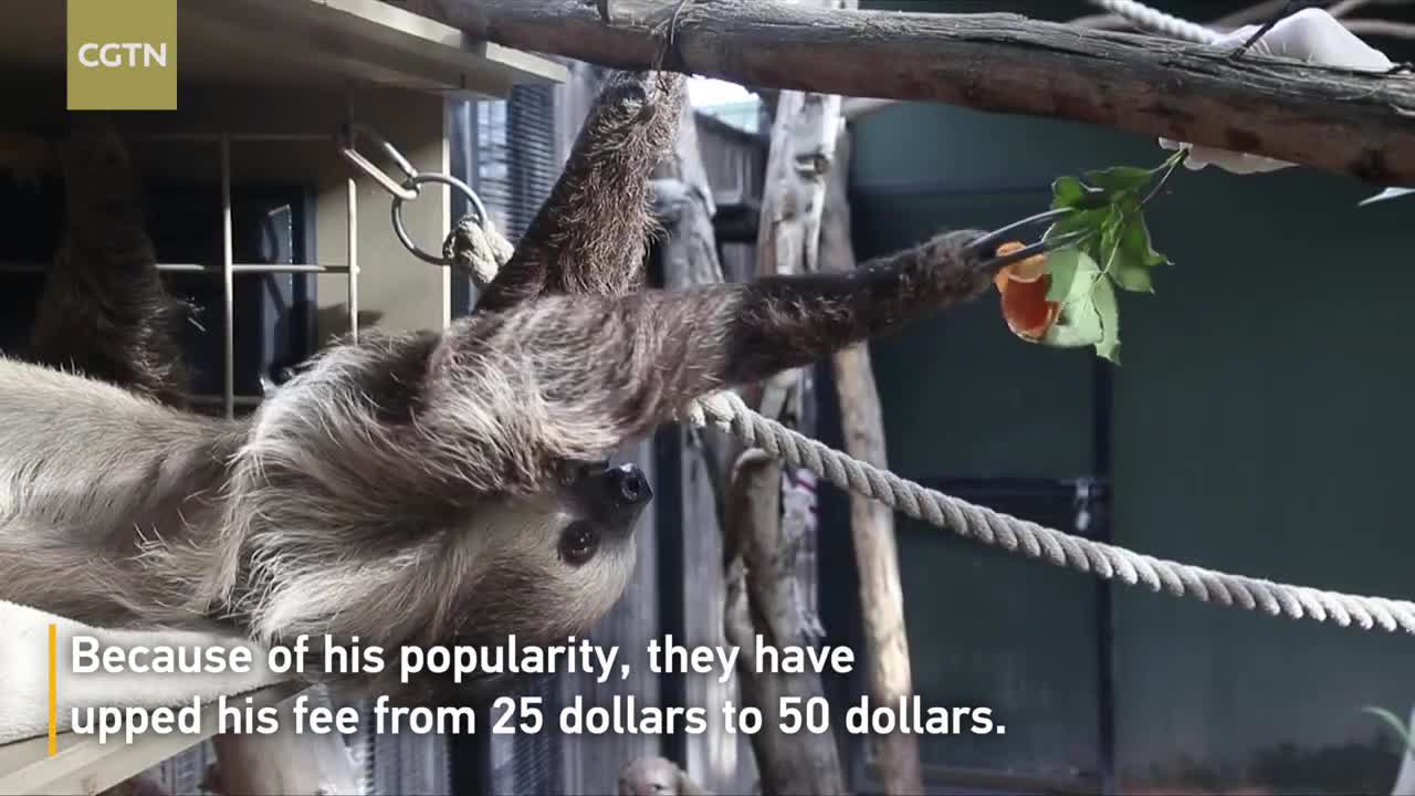 Sloth's internet celebrity aids U.S. zoo amid pandemic