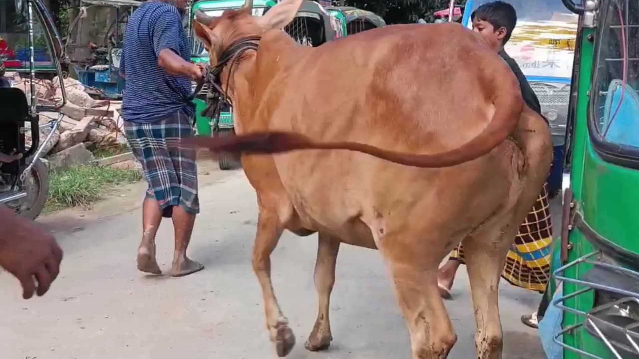 Cow market