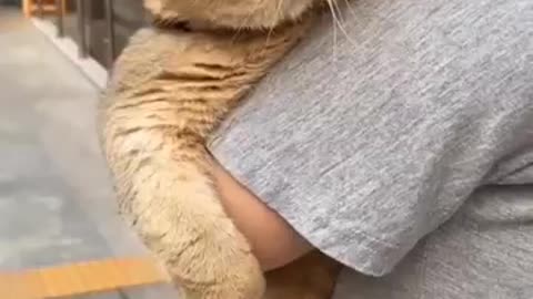 Cute cat