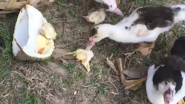 Ducks eating the Asian King of fruit Durian