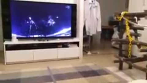 Dog Funny Video Watching TV