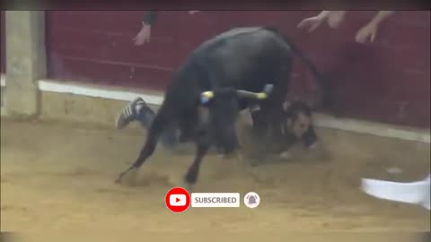 Funniest bullfighting