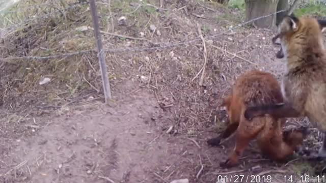 Dog and fox meet at the vet; now Shere incredible bond