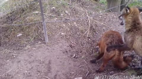 Dog and fox meet at the vet; now Shere incredible bond