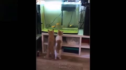 Funny cats #video funny