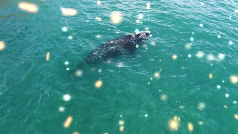 Southern right whale