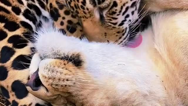 jag#lion#lioness