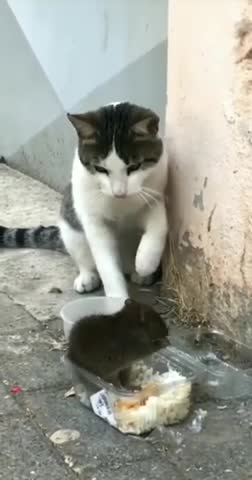 Funniest cat funny comedy scenes 🤣🤣