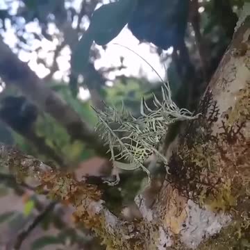 This is No UFO or ALIEN, but they could look like this... #Alien #ET #Disclosure 👉👉👉 Follow me