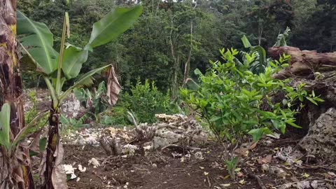 Drone in Dominican republic avocado far