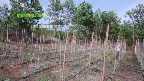 Making a CUCUMBER LANE Using Rope and Twine