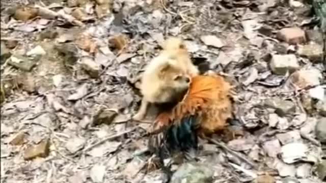 Dog vs chiken fight- cute dog funny video