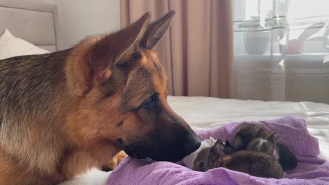 Shepherd Reacts to Baby Bunnies haha