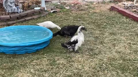 THE DUCKS MILK SHAKE AND FRIENDS