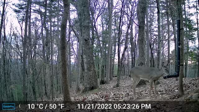 The Woods – 11/22/2022