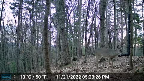 The Woods – 11/22/2022