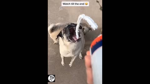 #2 Pug Funny Moments - Cute Dog Videos | Pets Funny