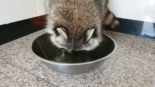 Raccoon found a small grape hidden in the ice.