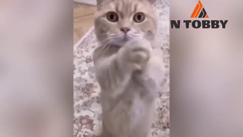 Funniest videos 2023 Funny cat #cute #cat