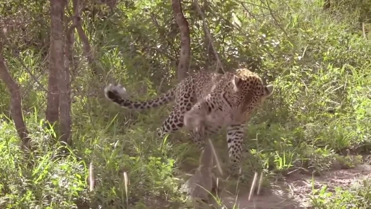 Leopard vs Monitor Lizard Real Fight