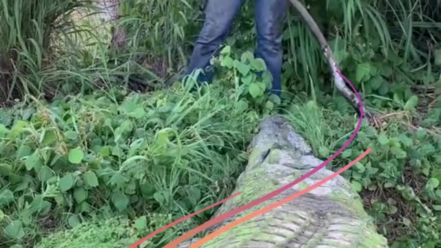 big crocodile caught on camera