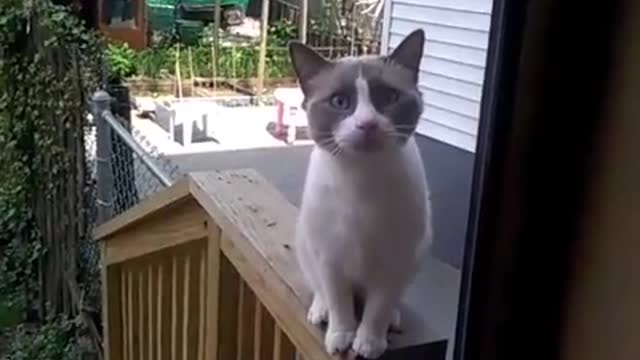 The cat swears and asks him to open the door.