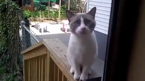 The cat swears and asks him to open the door.