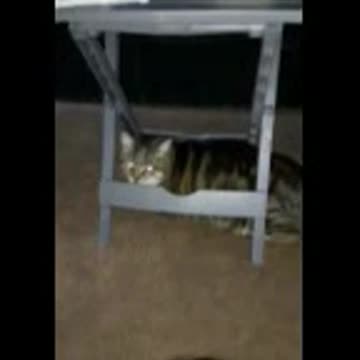 Kitties saying hi to dad