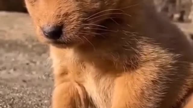 Cute Puppy is trying to wake up himself but failed