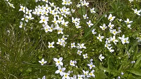 Wildflowers