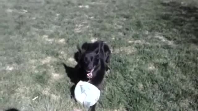 Bodhi playing
