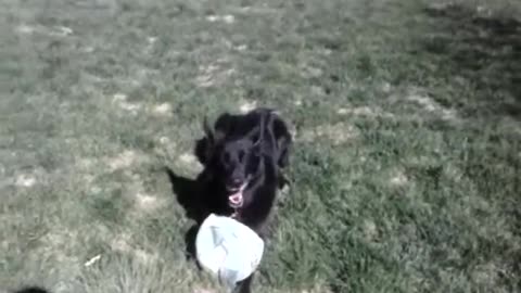 Bodhi playing