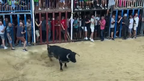 Funny cow