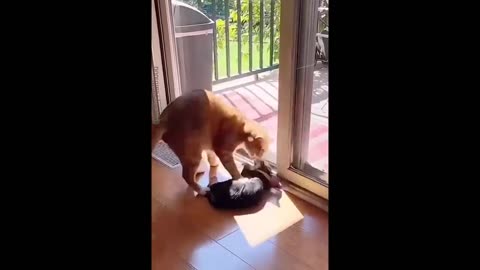 Try Not To Laugh Cats And Dogs Videos 😁 - New Funny Animals Video 2024 #1